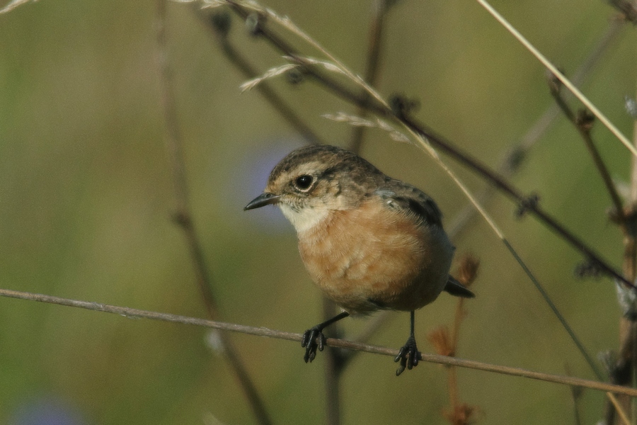 Маленькие птицы алтайского края фото и названия