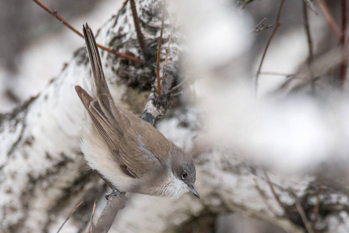 Серые птицы зимой