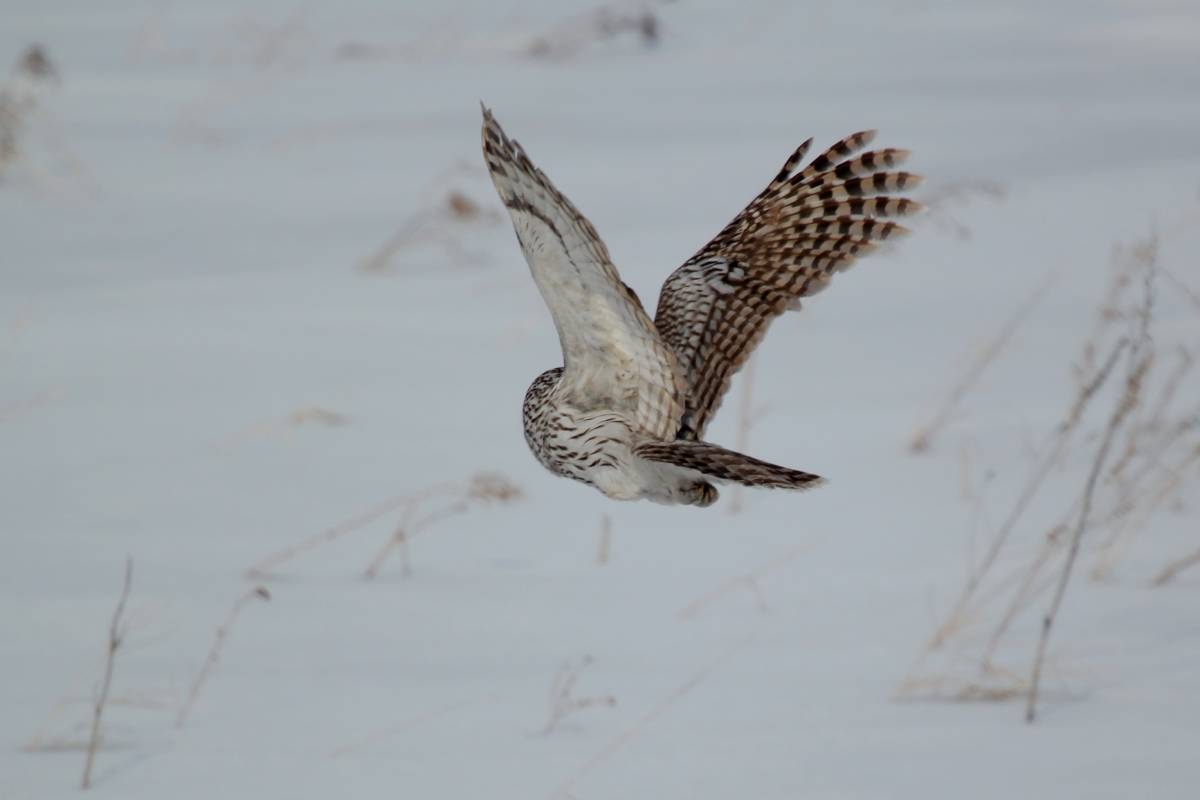 Сибирская птица алтайский край. Длиннохвостая неясыть в полёте.