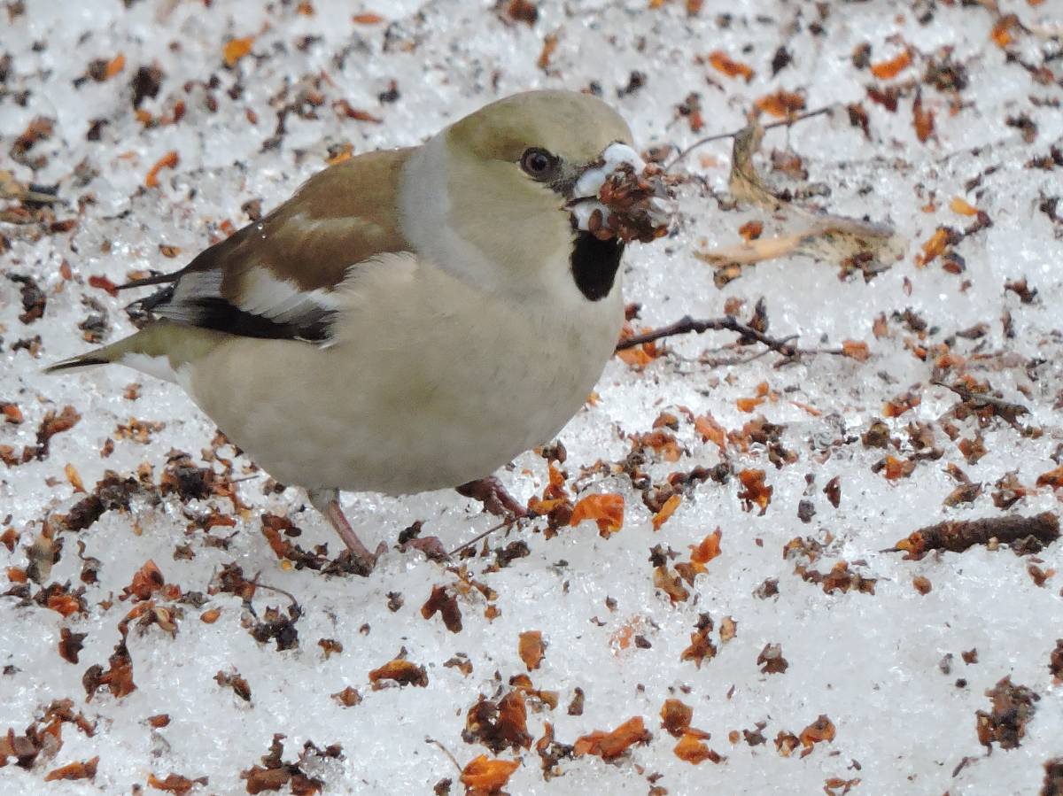 Птицы сибири фото с названиями зимой кемерово