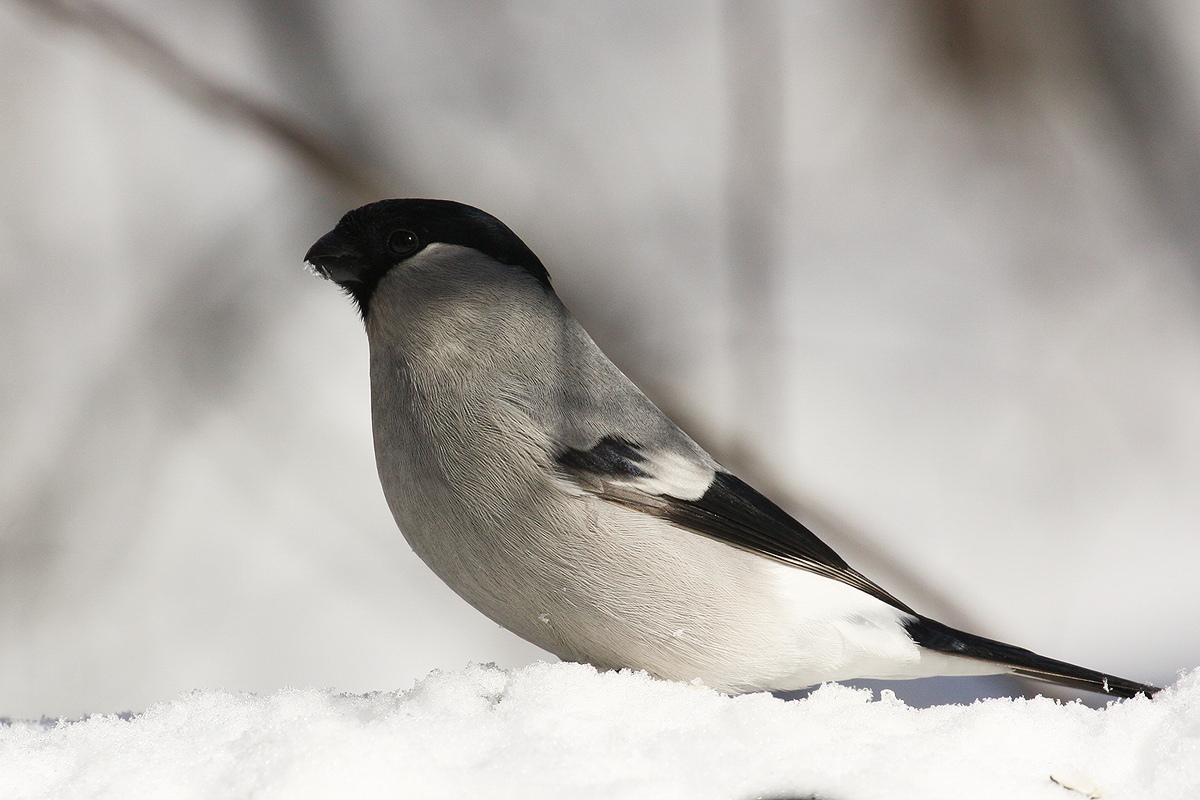 Серые птички зимой. Снегирь Сибирский серый. Серый Снегирь птица. Pyrrhula cineracea. Белый Снегирь.